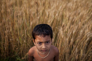 A boy stands amongst the wheat crop, Bangladesh (Photo: ACIAR)