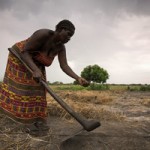 Mary Kapwamba tills her field (Photo: Worldfish-Felix Clay/Duckrabbit 2013)