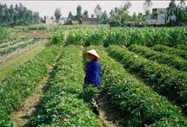 Photo by courtesy of IMD Vietnam