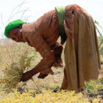 Farmer harvesting chickpea