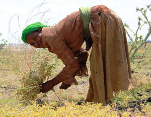 Farmer harvesting chickpea