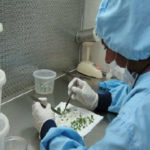 Evaluation of crop collections- genebank procedures (Photo: RRDAC)