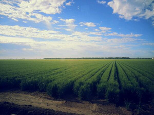 Wheat fields in Obregon, taken by Australian researcher Lee Hickey
