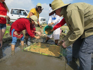 Constructing a rice nursery