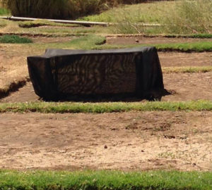 A "crossing tent" participants made for breeding alfalfa