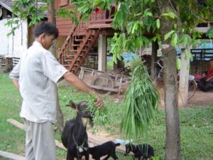 goats still play an important role for smallholders