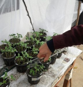 Davids Blog Inoculating