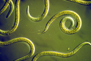 CSIRO Science Image - Group of Nematodes (CC Wikimedia)