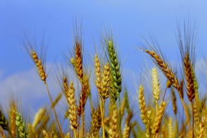 Wheat Plants (Shree Krishna Dhital, Wikimedia Commons)